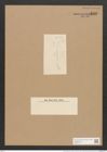 Nitzschia marginulata var. ? didyma Grun. (de-Toni-Nr.: Genus 47, Species 2016) Zeichnungen Sammlung Grunow Nr. 3992 (NHMW-BOT-W0371775)